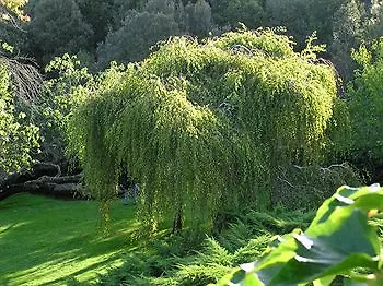 L'agnata Di De André Boutique